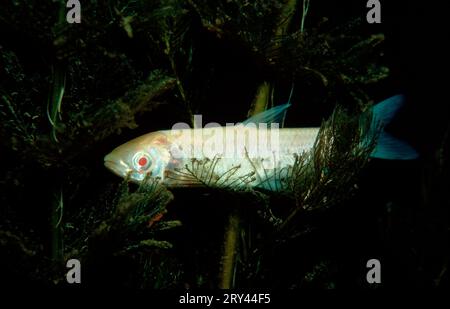 Carpa di erba, Austria, carpa di erba (Ctenopharyngodon idella), albino, lago di Woerth, asia, altri animali, altri animali, Fische, pesce, Unterwasser, sotto Foto Stock