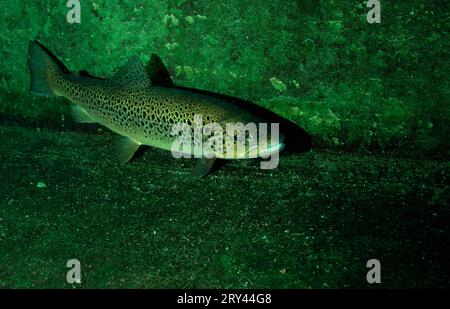 Trota di lago, trota di lago (Salmo trutta), diga nella locanda, Baviera, altri animali, altri animali, pesci, pesce, sott'acqua, sott'acqua, acqua dolce Foto Stock