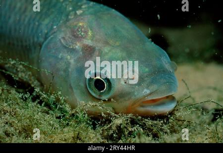 Grass Carp, Austria (Ctenopharyngodon idella), Amur Carp, Lake Woerth, Kaernten, altri animali, altri animali, Fische, pesci, Unterwasser, sotto Foto Stock
