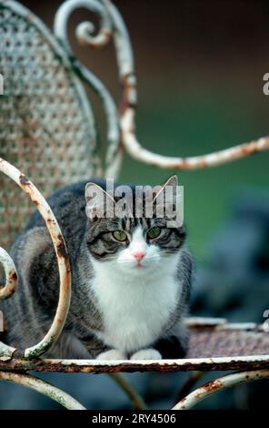 Gatto della casa sulla sedia da giardino Foto Stock