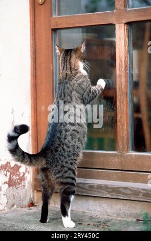 Gatto della casa che guarda attraverso la porta di vetro Foto Stock