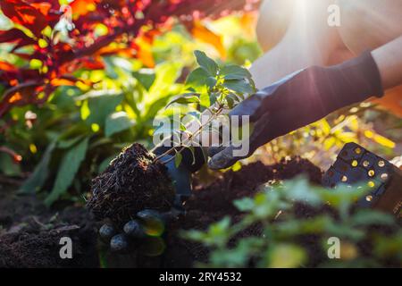 Giardiniere che piantava giovani radici di taglio di ortensie panicle nel suolo al tramonto. Lavori stagionali autunnali. Hobby all'aperto. Mettere una pianta sana nel buco. C Foto Stock