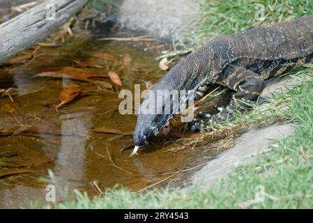 Monitor comune degli alberi, Australia (Varanus varius), altri animali, rettili Foto Stock