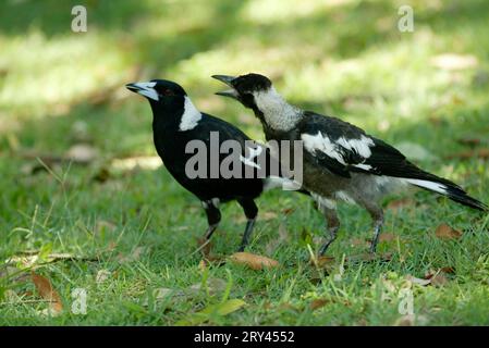 Magpies australiane (Gymnorhina tibicen), Australia, Floetenvoegel, Australien, Floetenvogel Foto Stock