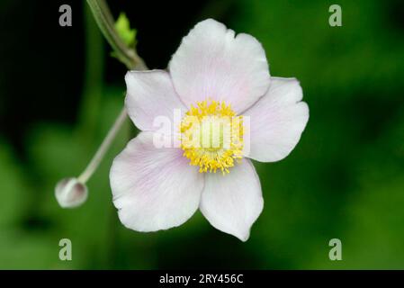 Foglia di uva Anemone (Anemone tomentosa), Herbstanemone, Blumen, fiori, Hahnenfussgewaechse, Ranunculaceae, Gartenpflanzen, piante da giardino, weiss Foto Stock