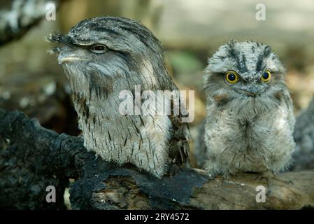 Tawny frogmouth (Podargus strigoides) with Young, Australia, Eulenschwalm mit Jungvogel, Australien / Foto Stock