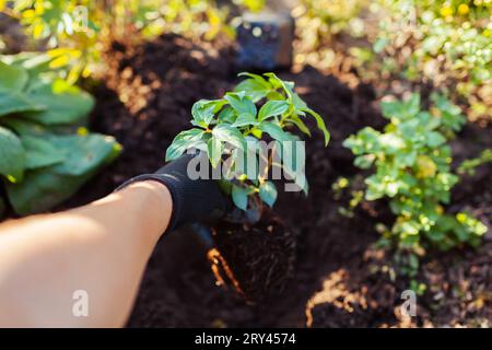 Giardiniere che piantava giovani radici di taglio di ortensie panicle nel suolo al tramonto. Lavori stagionali autunnali. Hobby all'aperto. Mettere una pianta sana nel buco. C Foto Stock