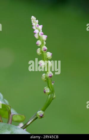 Malabar Spinach (Basella rubra), Malabarspinat, Pflanzen, Plants, Basellgewaechse, Basellaceae, Hochformat, verticale, bluehend, fioritura Foto Stock