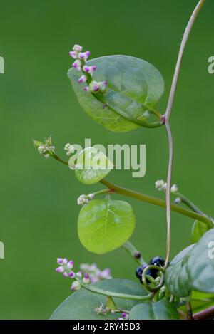 Malabar Spinach (Basella rubra), Malabarspinat, Pflanzen, Plants, Basellgewaechse, Basellaceae, Hochformat, verticale, Blatt, Blaetter, foglie Foto Stock