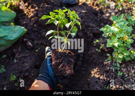 Giardiniere che piantava giovani radici di taglio di ortensie panicle nel suolo al tramonto. Lavori stagionali autunnali. Hobby all'aperto. Mettere una pianta sana nel buco. C Foto Stock