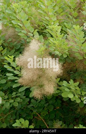 Common Smoketree, Perueckenstrauch, Perueckenstrauch, Europa, europa, Asien, asia, Pflanzen, plants, Straeucher, arbusti (Cotinus coggygria) Foto Stock