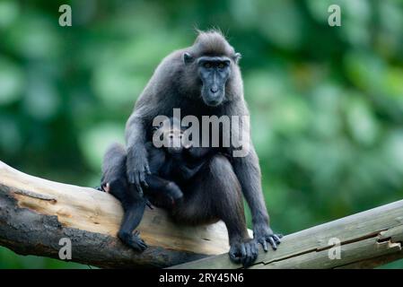 Sulawesi Crested Black macachi (Macaca nigra), femmina con giovane, Schopfmakaken, Weibchen mit Jungtier / Foto Stock