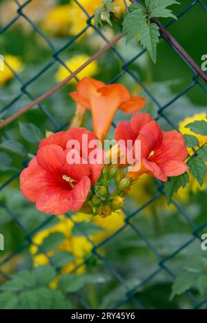 Tromba Creeper fiorisce alla recinzione (Campsis x tagliabuana), fiori di tromba, fiori alla recinzione, fiori, piante da giardino bignonia ornamentale Foto Stock