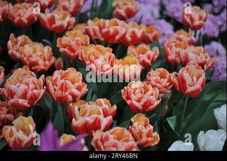 I tulipani rossi, gialli e bianchi in fiore di peonia (Tulipa) e il letto delle rose fioriscono in un giardino ad aprile Foto Stock
