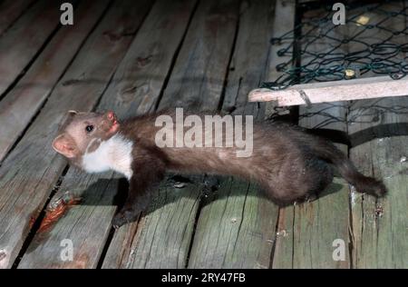 Marten di faggio (Martes foina) in fienile, Assia, Germania, martora di pietra in fienile, Assia, Germania Foto Stock