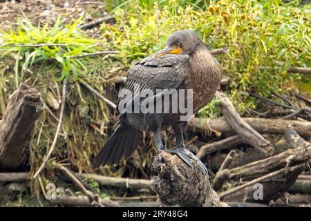 Un grazioso cormorano a doppia cresta è arroccato su un tronco abbattuto in una zona paludosa dell'Idaho settentrionale Foto Stock