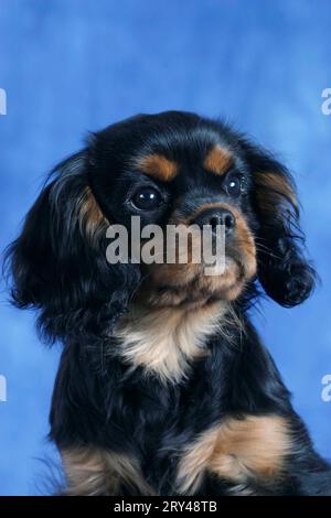 Cavalier King Charles Spaniel, cucciolo, 4 mesi, nero e abbronzato, Cavalier King Charles Spaniel, cucciolo, 4 mesi, nero e abbronzatura, mammiferi, mammiferi Foto Stock
