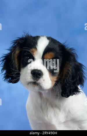 Cavalier King Charles Spaniel, con cucciolo, 11 settimane, tricolore, Cavalier King Charles Spaniel, cucciolo, 11 settimane, tricolore, mammiferi, mammiferi Foto Stock