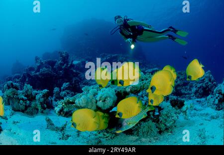 Pesce farfalla mascherato e subacqueo, Mar Rosso, pesci farfalla Bluecheek (Chaetodon semilarvatus) e subacqueo, Mar Rosso, pesci farfalla dorati, altri animali Foto Stock