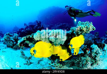 Pesce farfalla mascherato e subacqueo, Mar Rosso, pesci farfalla Bluecheek (Chaetodon semilarvatus) e subacqueo, Mar Rosso, pesci farfalla dorati, altri animali Foto Stock