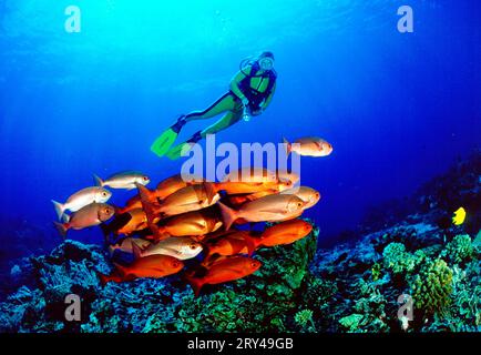 Buoi dalla coda lunare e obeso comune (Priacanthus hamrur), obeso e subacqueo, coda di mezzaluna, coda di rondine Bullseye, altri animali, altro Foto Stock