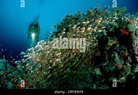 Sweepers and Diver, Sweepers Pigmy (Parapriacanthus ransonneti) e subacquei, pesci di vetro, altri animali, altri animali, Unterwasser, sotto Foto Stock