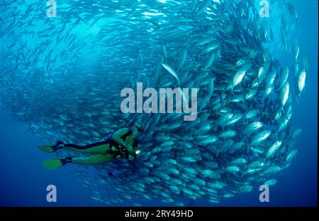 Buoi dalla coda lunare e obeso comune (Priacanthus hamrur), obeso e subacqueo, coda di mezzaluna, coda di rondine Bullseye, altri animali, altro Foto Stock