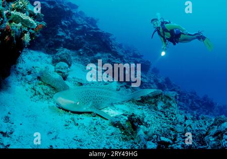 Squalo leopardo e subacqueo (Stegostoma varium), squalo leopardo e subacqueo, altri animali, altri animali, pesci (pesci) squalo, sott’acqua, sott'acqua Foto Stock