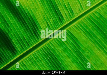 Dettaglio foglia di banana (primo piano) (verde) (sfondo) (strutture) (orizzontale) Foto Stock