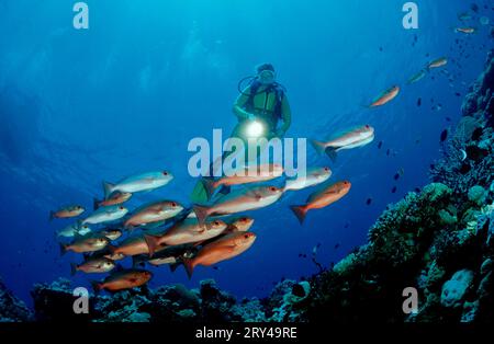 Buoi dalla coda lunare e obeso comune (Priacanthus hamrur), obeso e subacqueo, coda di mezzaluna, coda di rondine Bullseye, altri animali, altro Foto Stock