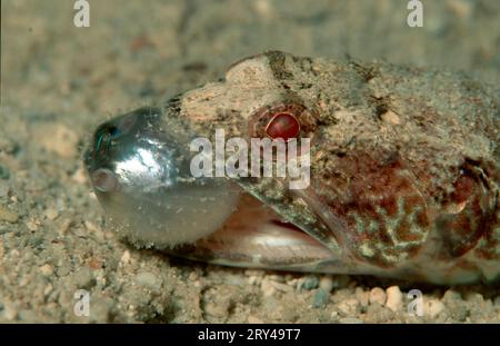 Pesci lucertola comuni che mangiano pesci lucertola variegati (Synodus variegatus), pesci lucertola comuni che mangiano pesce pufferico Foto Stock