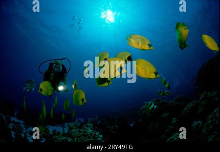 Pesce farfalla mascherato e subacqueo, Mar Rosso, pesci farfalla Bluecheek (Chaetodon semilarvatus) e subacqueo, Mar Rosso, pesci farfalla dorati, Andere Tiere Foto Stock