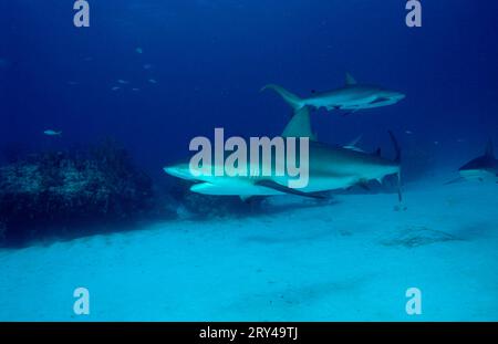 Squali della barriera corallina dei Caraibi, squalo della barriera corallina dei Caraibi (Carcharhinus perezi), altri animali, altri animali, squalo pesce (pesci), sott’acqua, sott'acqua Foto Stock