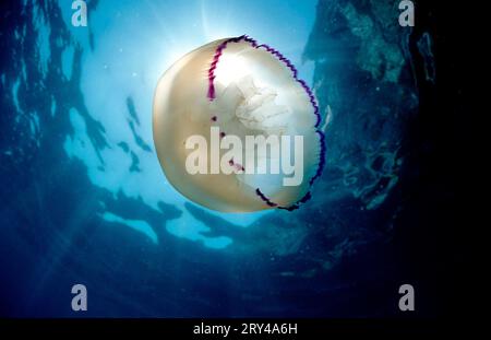 Rhizostome Jellyfish, Costa Brava, Spagna (Rhizostoma pulmo) Foto Stock