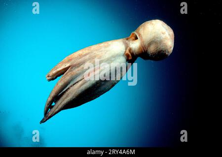 Polpo comune europeo, Costa Brava, Spagna (Octopus vulgaris), polpo comune Atlantico Foto Stock