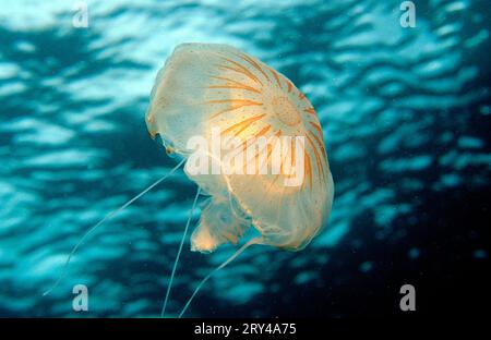 Rhizostome Jellyfish, Costa Brava, Spagna (Rhizostoma pulmo) Foto Stock