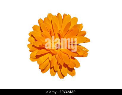 Bellissimo fiore di Calendula arancione isolato su sfondo bianco. Calendula officinalis con maschera di ritaglio. Foto Stock