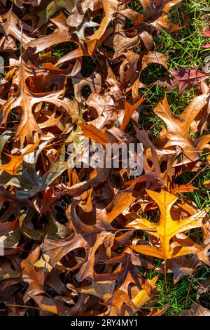 Foglie di quercia autunnale ricoperte di rugiada bagnata, cadute su erba verde e illuminate dal sole a Vancouver, Canada Foto Stock