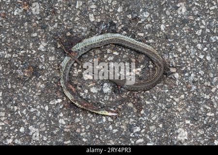 Un serpente della giarrettiera orientale morto, Thamnophis sirtalis sirtalis, investito da un veicolo su una vecchia strada asfaltata. Foto Stock