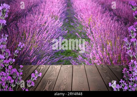 Ponte in legno tra un fiorente campo di lavanda. Spazio per il testo Foto Stock
