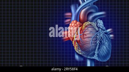 Sfondo cuore umano come anatomia da un corpo sano come simbolo di assistenza medica di un organo cardiovascolare interno. Foto Stock