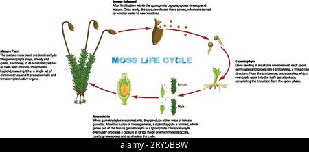 Infografica illustrata che illustra il ciclo di vita delle piante di muschio Illustrazione Vettoriale