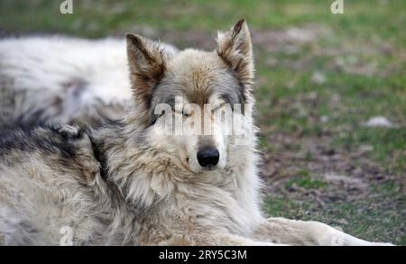 Sleeping Young Wolfdog, Canada Foto Stock