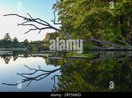 Kersdorf, Germania. 28 settembre 2023. Un vecchio albero si riflette nella Spree-Oder-Waterway (SOW). Il canale federale SOW ha una lunghezza di 128,66 chilometri. È un collegamento tra la foce del fiume Sprea vicino a Spandau e il fiume Oder vicino a Eisenhüttenstadt. Crediti: Patrick Pleul/dpa/ZB/dpa/Alamy Live News Foto Stock