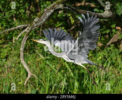 Kersdorf, Germania. 28 settembre 2023. Un airone grigio (Ardea cinerea) vola lungo il bordo della Spree-Oder-Waterway (SOW). Il canale federale SOW ha una lunghezza di 128,66 chilometri. È un collegamento tra la foce della Sprea vicino Spandau e l'Oder vicino a Eisenhüttenstadt. Crediti: Patrick Pleul/dpa/ZB/dpa/Alamy Live News Foto Stock