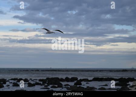 Gabbiano, o gabbiano d'argento, in volo sulle rocce nelle acque poco profonde vicino a una spiaggia, durante una giornata grigia e nuvolosa Foto Stock