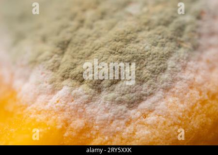Foto macro di muffa verde-bianca sulla superficie di un limone giallo. Foto Stock