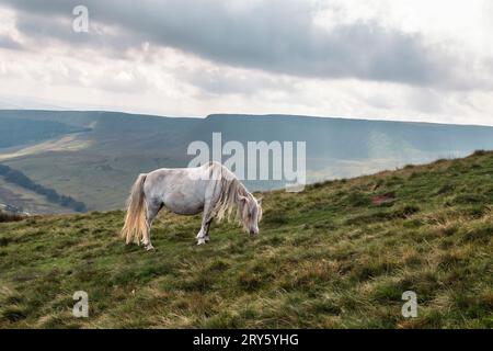 Cavallo bianco che pascolava vicino alla cima del Cribyn, Brecon Beacons, Galles, Regno Unito Foto Stock