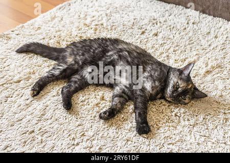 Il guscio di tartaruga domestico e il gatto tricolore scuro si trovano sul tappeto in camera. Buon sonno per gli animali domestici, pisolino, riposo, relax al coperto, all'interno dell'hotel. Foto Stock