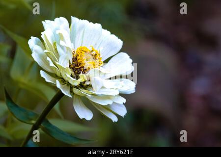 Bellissimi fiori di zinnia in un giardino domestico in autunno, nel nord della Francia Foto Stock